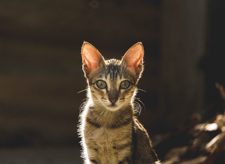 Creating a Pet-Friendly Kitchen: Design Tips for Animal Lovers