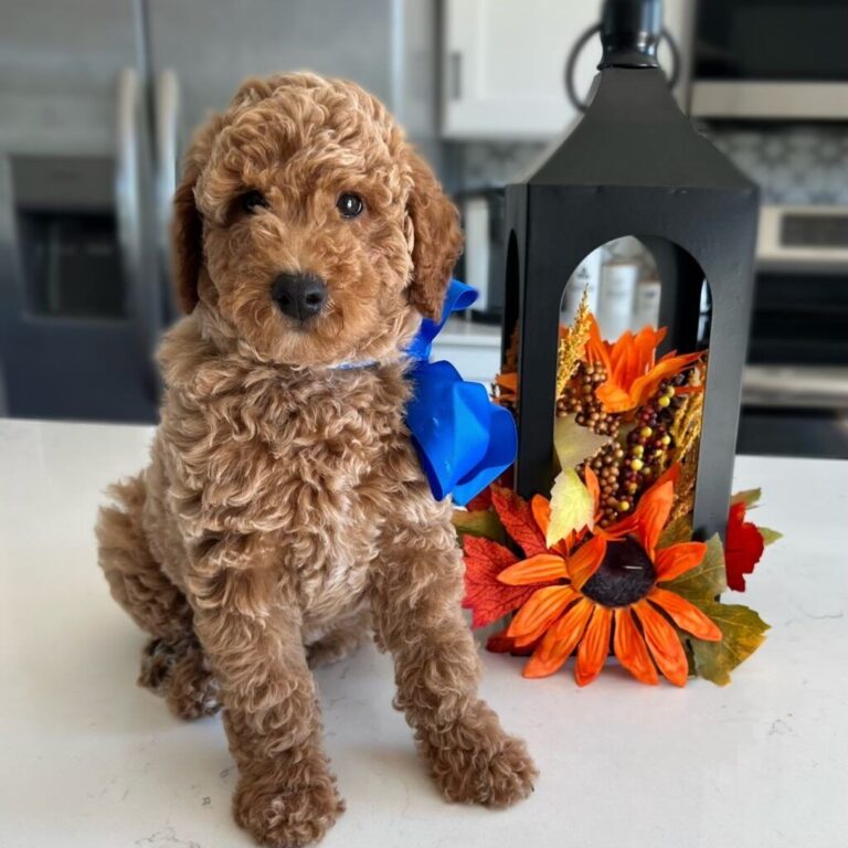 Comprehensive Guide to Finding Miniature Goldendoodle For Sale